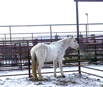 Homeless Mare